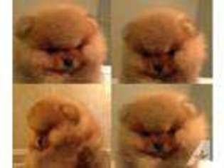 Pomeranian Puppy for sale in COPPELL, TX, USA