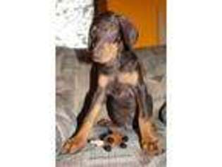 Doberman Pinscher Puppy for sale in Buffalo, NY, USA