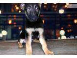 German Shepherd Dog Puppy for sale in Saint George, UT, USA