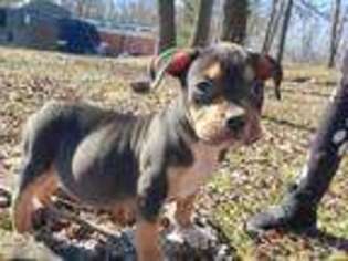 Mutt Puppy for sale in District Heights, MD, USA