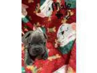 French Bulldog Puppy for sale in Beggs, OK, USA