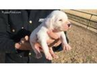 English Setter Puppy for sale in Bridgeport, TX, USA