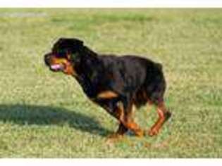 Rottweiler Puppy for sale in Blanchard, OK, USA