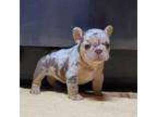 French Bulldog Puppy for sale in Livingston, MT, USA