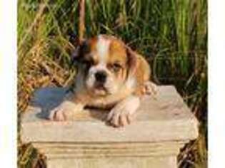 Bulldog Puppy for sale in Petal, MS, USA