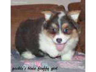 Pembroke Welsh Corgi Puppy for sale in Mabank, TX, USA