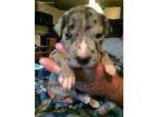 Great Dane Puppy for sale in Bedford, PA, USA