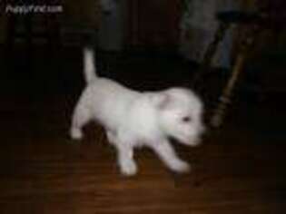 West Highland White Terrier Puppy for sale in Cadott, WI, USA