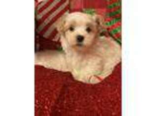 Havanese Puppy for sale in Albany, NY, USA