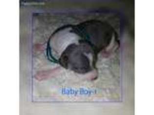 Italian Greyhound Puppy for sale in Gulf Breeze, FL, USA