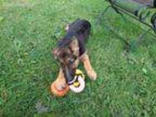 German Shepherd Dog Puppy for sale in Franklin Park, IL, USA