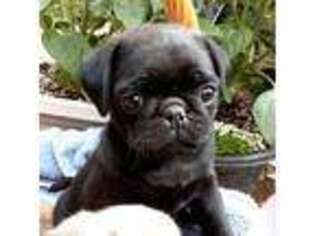 Pug Puppy for sale in Owen, WI, USA