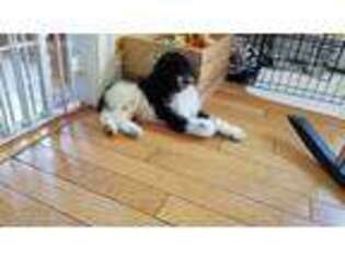 Mutt Puppy for sale in Swansea, MA, USA