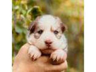 Siberian Husky Puppy for sale in Bly, OR, USA