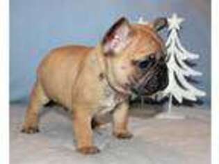 French Bulldog Puppy for sale in Roseville, MI, USA