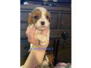 Cavalier King Charles Spaniel Puppy for sale in Sherwood, MI, USA