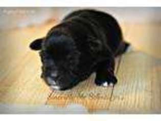Mutt Puppy for sale in Leasburg, MO, USA
