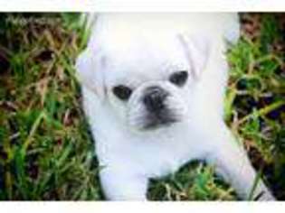 Pug Puppy for sale in Magnolia, TX, USA