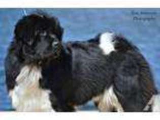 Newfoundland Puppy for sale in BONNIEVILLE, KY, USA