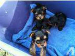 Yorkshire Terrier Puppy for sale in LILLINGTON, NC, USA