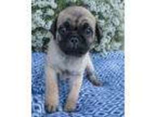 Pug Puppy for sale in Stevensville, MT, USA