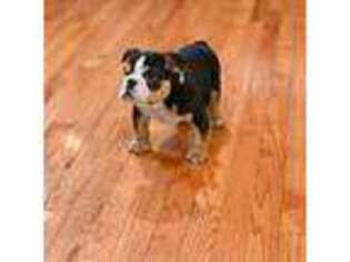 Bulldog Puppy for sale in Brandywine, MD, USA
