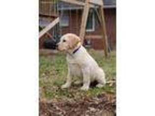 Labrador Retriever Puppy for sale in Chappells, SC, USA