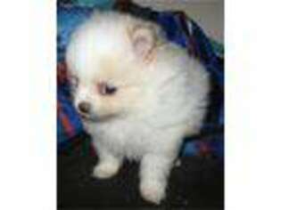 Pomeranian Puppy for sale in Middleburg, FL, USA