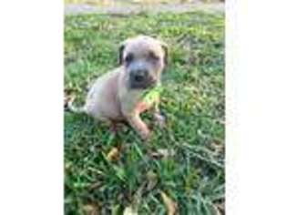 Cane Corso Puppy for sale in Winter Park, FL, USA