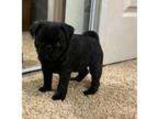 Pug Puppy for sale in Winterset, IA, USA