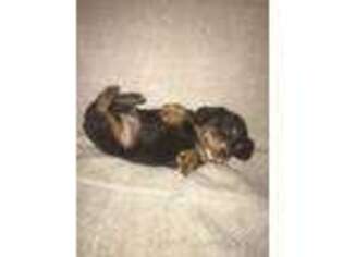 Dachshund Puppy for sale in Port Arthur, TX, USA