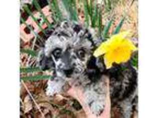 Mutt Puppy for sale in Fort Payne, AL, USA