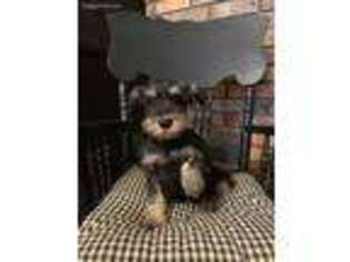 Mutt Puppy for sale in Bland, MO, USA