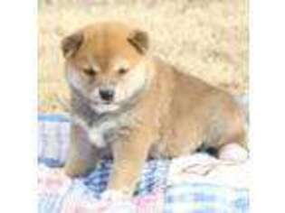 Shiba Inu Puppy for sale in Lamar, MO, USA