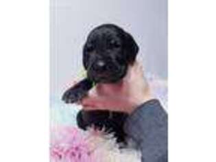 Great Dane Puppy for sale in South Bay, FL, USA