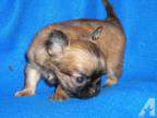 Chihuahua Puppy for sale in ALBION, PA, USA