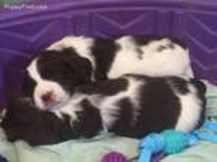 English Springer Spaniel Puppy for sale in Adams, NY, USA