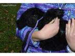 Mutt Puppy for sale in Stewartville, MN, USA