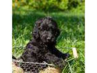 Goldendoodle Puppy for sale in Twin Falls, ID, USA