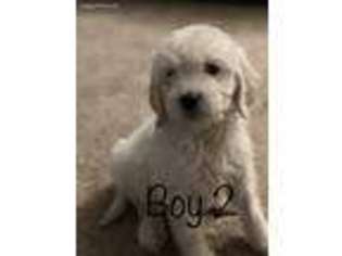 Goldendoodle Puppy for sale in Vacaville, CA, USA