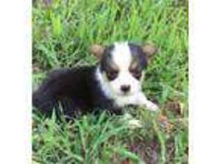 Pembroke Welsh Corgi Puppy for sale in Clayton, OK, USA