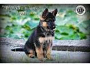 German Shepherd Dog Puppy for sale in Lisbon, OH, USA
