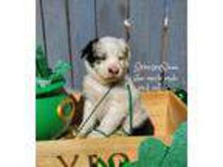 Australian Shepherd Puppy for sale in Webberville, MI, USA