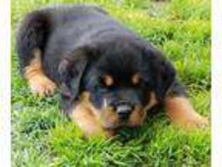 Rottweiler Puppy for sale in Grand Saline, TX, USA
