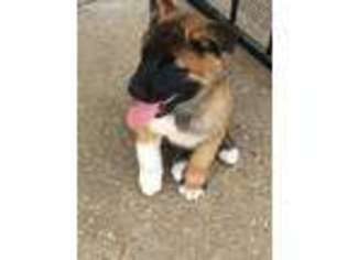 Akita Puppy for sale in Jackson, MS, USA