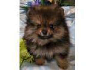 Pomeranian Puppy for sale in Deland, FL, USA