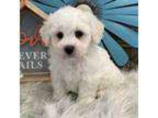 Bichon Frise Puppy for sale in Shipshewana, IN, USA