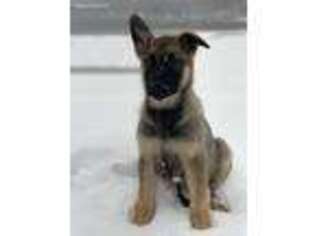 German Shepherd Dog Puppy for sale in Carver, MA, USA