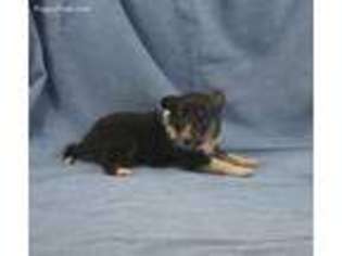 Shetland Sheepdog Puppy for sale in Chanute, KS, USA