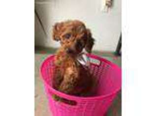 Goldendoodle Puppy for sale in Anaheim, CA, USA